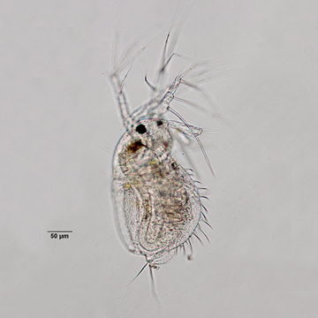 Macrothrix