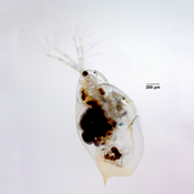 Ophryoxus gracilis