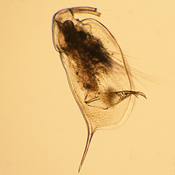 Ophryoxus gracilis