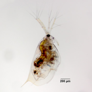 Ophryoxus gracilis