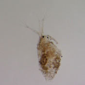 Parophryoxus tubulatus