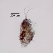 Parophryoxus tubulatus