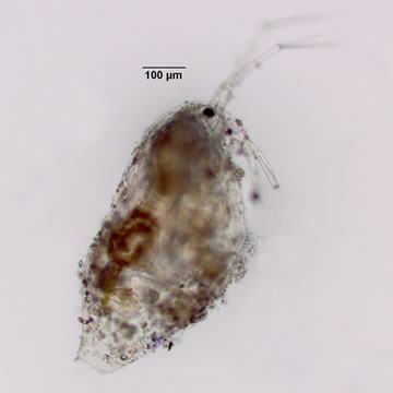 Parophryoxus tubulatus