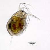 Streblocerus serricaudatus