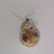 Streblocerus serricaudatus