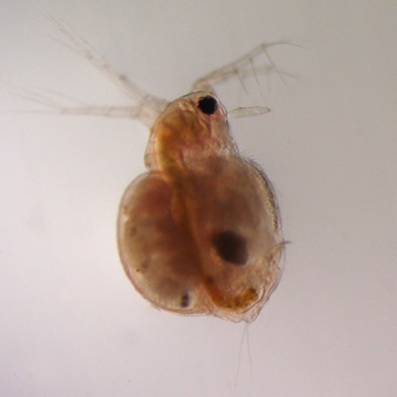 Moina macrocopa