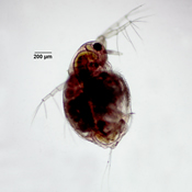 Moina macrocopa