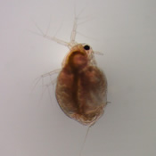 Moina macrocopa