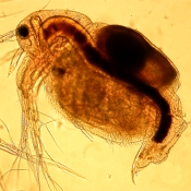 Moina macrocopa