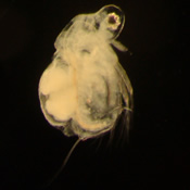 Moina micrura
