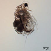 Moina micrura