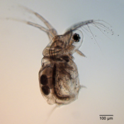 Moina micrura