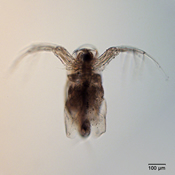 Moina micrura