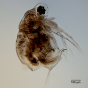 Moina micrura