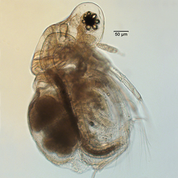 Moina micrura