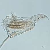 Moina micrura postabdomen