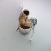 Polyphemus pediculus