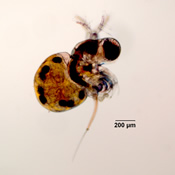 Polyphemus pediculus