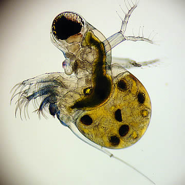 Polyphemus pediculus