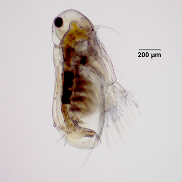 Latona glacialis