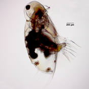 Latona glacialis
