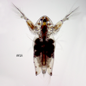 Latona glacialis