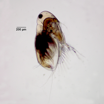 Latona parviremis