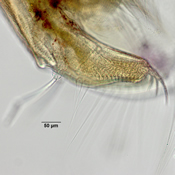 Latona parviremis