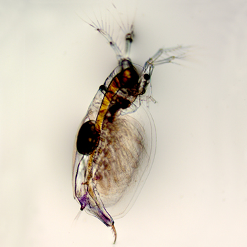 Sida crystallina