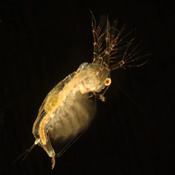 Sida crystallina
