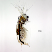 Sida crystallina