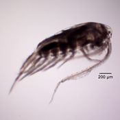 Aglaodiaptomus clavipes