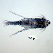Aglaodiaptomus spatulocrenatus