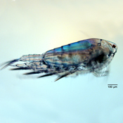 Aglaodiaptomus spatulocrenatus