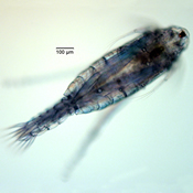 Aglaodiaptomus spatulocrenatus