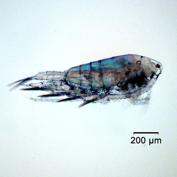 Aglaodiaptomus spatulocrenatus