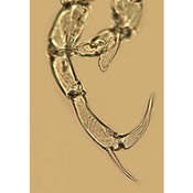 Aglaodiaptomus spatulocrenatus 5th leg