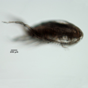Arctodiaptomus dorsalis