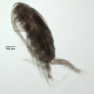 Arctodiaptomus dorsalis