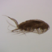 Arctodiaptomus dorsalis