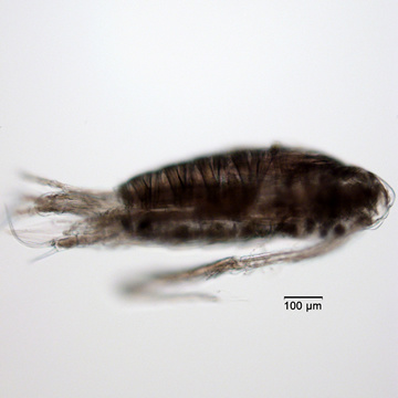 Arctodiaptomus floridanus