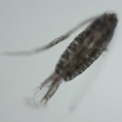 Arctodiaptomus floridanus