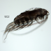 Arctodiaptomus floridanus