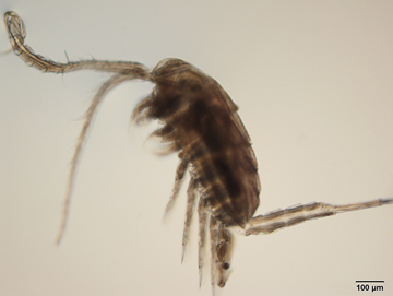 Eurytemora affinis