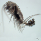 Eurytemora affinis