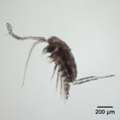 Eurytemora affinis