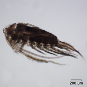 Hesperodiaptomus franciscanus