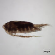 Hesperodiaptomus franciscanus