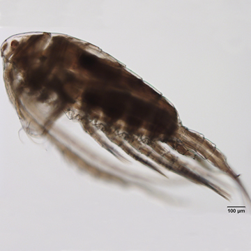 Hesperodiaptomus franciscanus