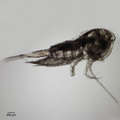 Hesperodiaptomus shoshone